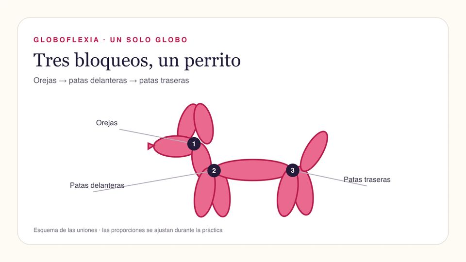 Esquema de un perrito con un globo largo: uniones de las orejas, las patas delanteras y las patas traseras.